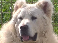 mastino abruzzese taglia grande abruzzese